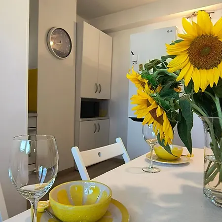 Sunflower Banja Luka